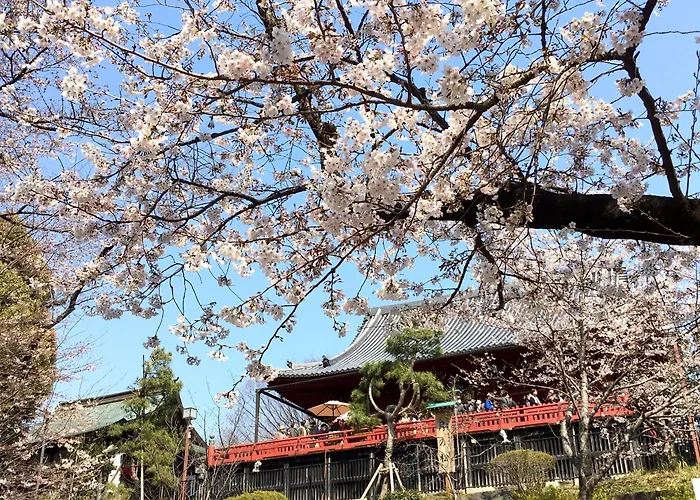 Art Nippori Lungwood